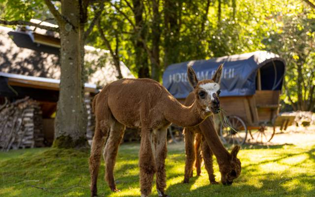 Unser tierisches Team Hotel Hotel Am B hl